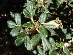 Polylepis