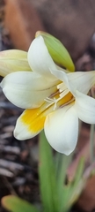 Freesia caryophyllacea