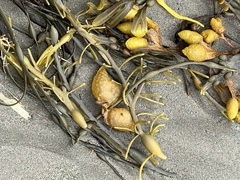 Ascophyllum nodosum