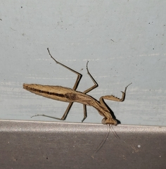 Litaneutria ocularis