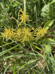 Cyperus esculentus