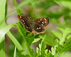 Piruna polingii