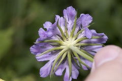 Scabiosa