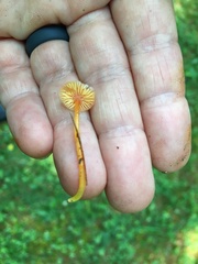 Hygrocybe minutula