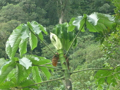 Cecropia