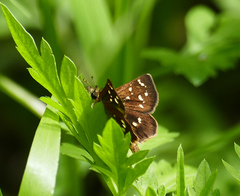 Piruna polingii