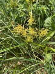 Cyperus esculentus