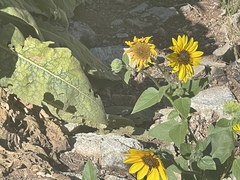 Helianthus petiolaris
