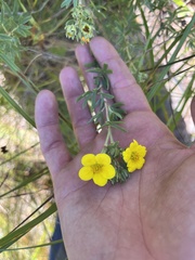 Dasiphora fruticosa