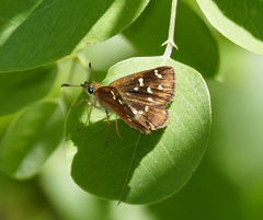 Piruna polingii