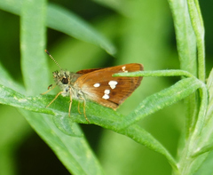 Piruna polingii