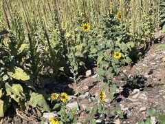 Helianthus petiolaris