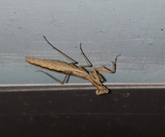 Litaneutria ocularis