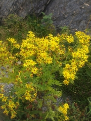 Asteraceae