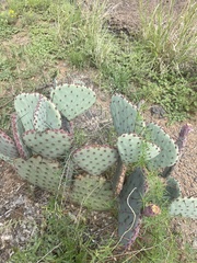 Opuntia azurea
