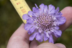 Scabiosa