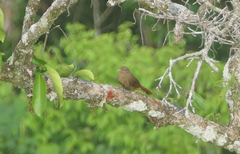 Dendrexetastes rufigula