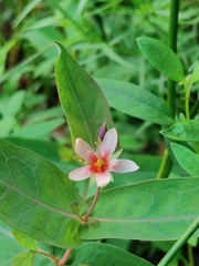 Hypericum virginicum