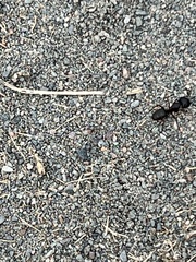 Camponotus