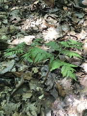 Botrypus virginianus