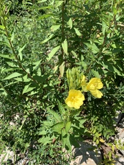 Oenothera pilosella