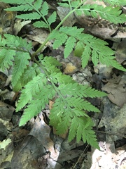 Botrypus virginianus