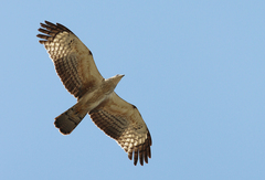 Pernis ptilorhynchus