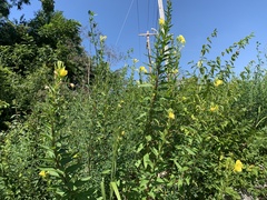 Oenothera pilosella
