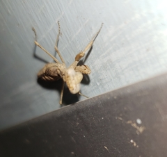 Litaneutria ocularis