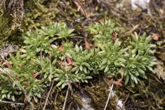 Saxifraga