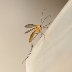 Macrocera