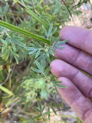 Dasiphora fruticosa