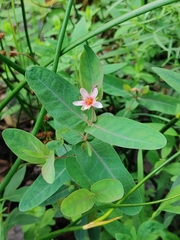 Hypericum virginicum