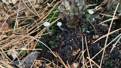 Tetrapyrgos nigripes