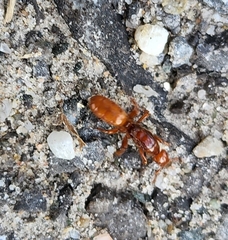 Acanthomyops
