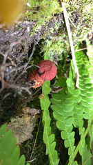 Suillus spraguei
