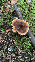 Coltricia cinnamomea