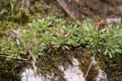 Saxifraga