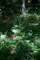 Scutellaria altissima