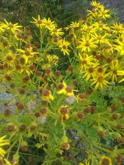 Asteraceae