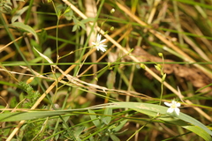 Stellaria graminea