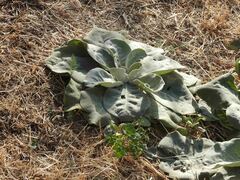 Verbascum thapsus