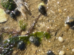 Upogebia affinis