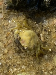 Carcinus maenas