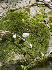 Marasmiellus candidus