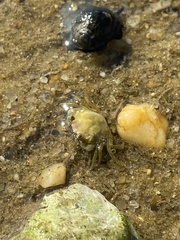 Carcinus maenas