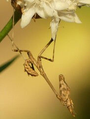 Empusa pennata