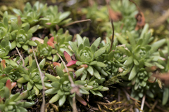 Saxifraga