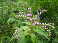 Cyrtocymura