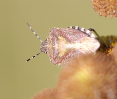 Dolycoris baccarum